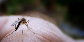 Κουνούπια: Πώς να θωρακίσετε το σπίτι και τον κήπο σας