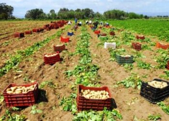 ΚΙΝ.ΑΛ.: Καμπάνια πατατοεξαγωγής: οι τιμές, τα προβλήματα & η ευθύνη της Περιφέρειας Δυτικής Μακεδονίας
