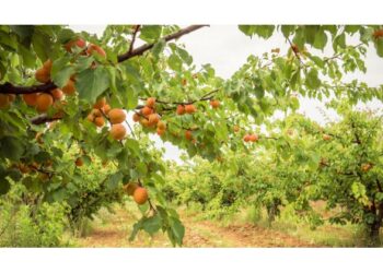 Ισχυρό πλήγμα στα ροδάκινα του Βελβεντού- Εκατομμύρια κιλά παραγωγής χτυπημένα από το χαλάζι- Ανησυχία για το κλείσιμο αγορών- Τρέχει η διαδικασία αποζημιώσεων από τον ΕΛΓΑ