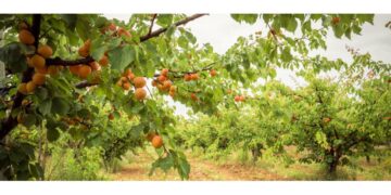 Ισχυρό πλήγμα στα ροδάκινα του Βελβεντού- Εκατομμύρια κιλά παραγωγής χτυπημένα από το χαλάζι- Ανησυχία για το κλείσιμο αγορών- Τρέχει η διαδικασία αποζημιώσεων από τον ΕΛΓΑ