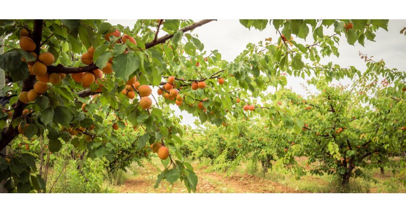 Ισχυρό πλήγμα στα ροδάκινα του Βελβεντού- Εκατομμύρια κιλά παραγωγής χτυπημένα από το χαλάζι- Ανησυχία για το κλείσιμο αγορών- Τρέχει η διαδικασία αποζημιώσεων από τον ΕΛΓΑ