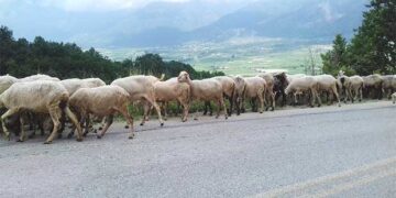 Ενημέρωση για νέες εστίες Καταρροϊκού Πυρετού στην Περιφερειακή Ενότητα (Π.Ε.) Καστοριάς