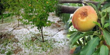 ΚΙΝ.ΑΛ. Ν.Ε. Κοζάνης: Για την καταστροφή της αγροτικής παραγωγής στους Δήμους Βελβεντού & Σερβίων