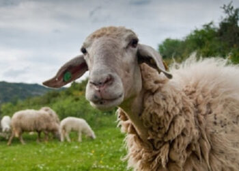 Περιφερειακή Ενότητα Καστοριάς: Καταρροϊκός πυρετός των προβάτων- Οδηγίες αντιμετώπισης και ψεκασμών