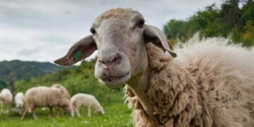 Περιφερειακή Ενότητα Καστοριάς: Καταρροϊκός πυρετός των προβάτων- Οδηγίες αντιμετώπισης και ψεκασμών