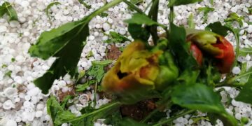 Φοβερή χαλαζόπτωση στο Δρυόβουνο Βοϊου-Δείτε βίντεο και φωτογραφίες!