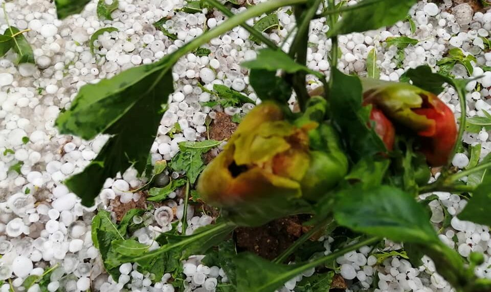 Φοβερή χαλαζόπτωση στο Δρυόβουνο Βοϊου-Δείτε βίντεο και φωτογραφίες!