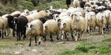 Έκτακτοι Ψεκασμοί για την αντιμετώπιση του Καταρροϊκού Πυρετού από την Περιφέρεια Δυτικής Μακεδονίας