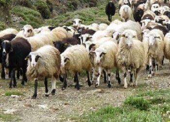 Εστίες Καταρροϊκού Πυρετού στην  Περιφερειακή Ενότητα (ΠΕ) Φλώρινας  και λήψη σχετικών μέτρων