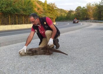 Αρκτούρος: Νεκρή βίδρα σε τροχαίο ατύχημα