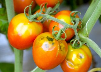 Περιφέρεια Δυτ. Μακεδονίας: Ενημέρωση για τη διακίνηση πολλαπλασιαστικού υλικού για τον Επιβλαβή Οργανισμό καραντίνας «Ιός της καστανής ρυτίδωσης των καρπών της τομάτας» (Tomato Brown Rugose Fruit Virus ToBRF)