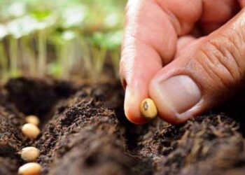 Περιφερειακή Ενότητα Καστοριάς:Άδεια χρήσης μη βιολογικού σπόρου (άδεια παρέκκλισης)