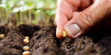 Περιφερειακή Ενότητα Καστοριάς:Άδεια χρήσης μη βιολογικού σπόρου (άδεια παρέκκλισης)