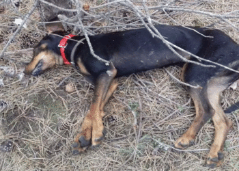 Δηλητηρίαση κυνηγόσκυλου από «φόλα» σε δασική περιοχή στη Βλάστη