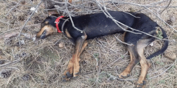 Δηλητηρίαση κυνηγόσκυλου από «φόλα» σε δασική περιοχή στη Βλάστη