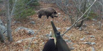 Παράνομο κυνήγι αγριόχοιρων στην Ξηρολίμνη Κοζάνης – Μια σύλληψη και δύο ακόμη άτομα αναζητούνται