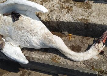 Το “Κύκνειο άσμα” … του κύκνου στη λίμνη της Καστοριάς