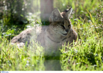 Λάρισα: “Λύγκας κόβει βόλτες στην Ελασσόνα”! Κόβουν την ανάσα οι μαρτυρίες για το σπάνιο αιλουροειδές