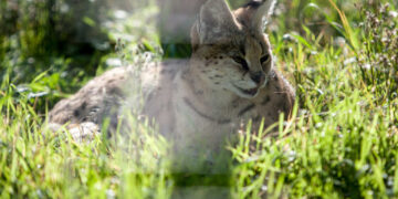 Λάρισα: “Λύγκας κόβει βόλτες στην Ελασσόνα”! Κόβουν την ανάσα οι μαρτυρίες για το σπάνιο αιλουροειδές