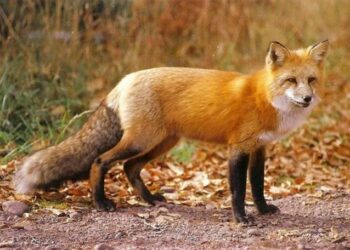 «Παράταση αξιολόγησης της αποτελεσματικότητας των εμβολιασμών των κόκκινων αλεπούδων για τη λύσσα μετά την εμβολιαστική εκστρατεία της άνοιξης 2020»