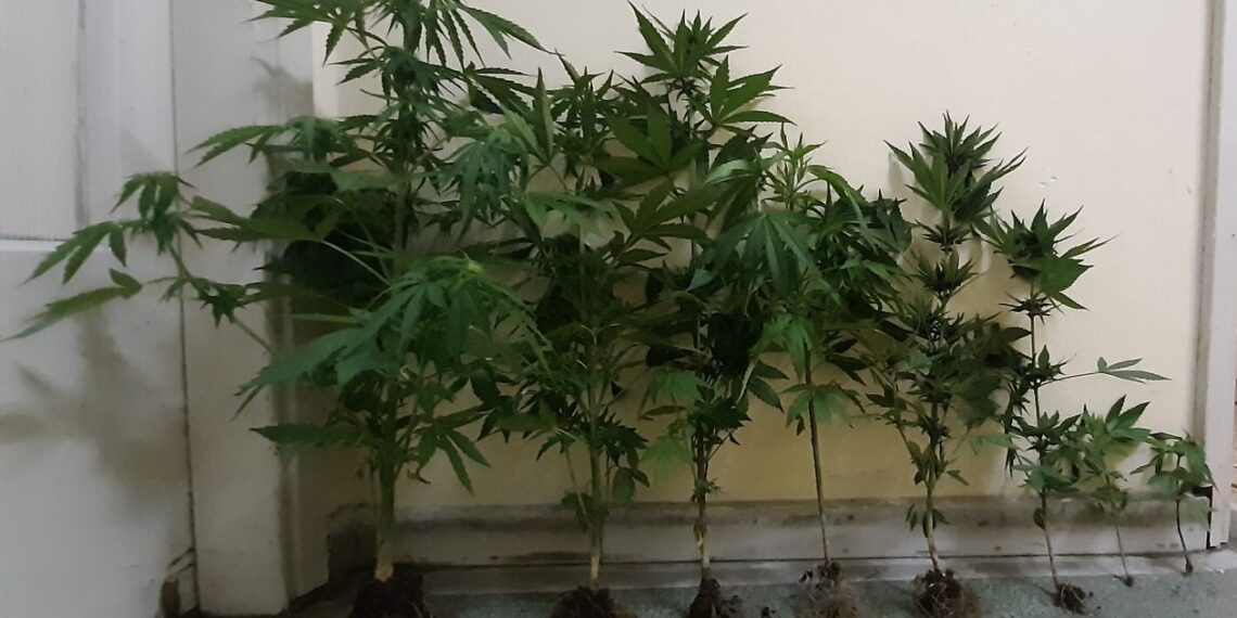 Συνελήφθη 32χρονος σε περιοχή της Καστοριάς για καλλιέργεια 8 δενδρυλλίων κάνναβης