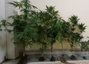 Συνελήφθη 32χρονος σε περιοχή της Καστοριάς για καλλιέργεια 8 δενδρυλλίων κάνναβης