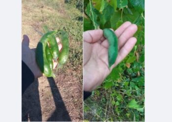 Φασόλια: Και η καταστροφή συνεχίζεται… -1,5 βαθμοί καταγεγραμμένη θερμοκρασία σήμερα το πρωί