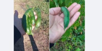 Φασόλια: Και η καταστροφή συνεχίζεται… -1,5 βαθμοί καταγεγραμμένη θερμοκρασία σήμερα το πρωί