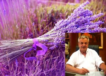 Π.Ε. Κοζάνης: Έρευνα αξιοποίησης αιθέριου ελαίου και ανθόνερου λεβάντας και ρίγανης