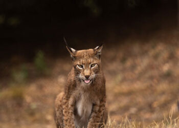 Λύγκας: Ο άγνωστος «τίγρης» της Ευρώπης στο Κέντρο Προστασίας του ΑΡΚΤΟΥΡΟΥ