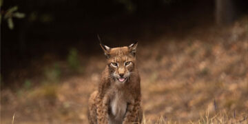 Λύγκας: Ο άγνωστος «τίγρης» της Ευρώπης στο Κέντρο Προστασίας του ΑΡΚΤΟΥΡΟΥ