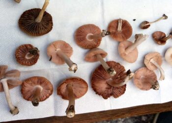 Δήμος Γρεβενών: 11 είδη άγριων μανιταριών «εντόπισε» η φετινή Ευρωπαϊκή Εβδομάδα Κινητικότητας στο ομώνυμο πάρκο της πόλης