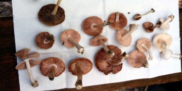 Δήμος Γρεβενών: 11 είδη άγριων μανιταριών «εντόπισε» η φετινή Ευρωπαϊκή Εβδομάδα Κινητικότητας στο ομώνυμο πάρκο της πόλης