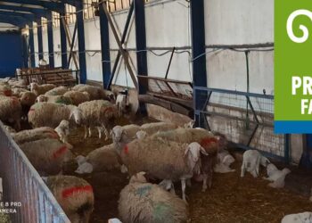 Επανάσταση στην Κτηνοτροφία από τους «Περήφανους Κτηνοτρόφους» του Αγ. Δημητρίου Κοζάνης – Ο “άνεργος της Αθήνας” ήταν μόνο η αρχή