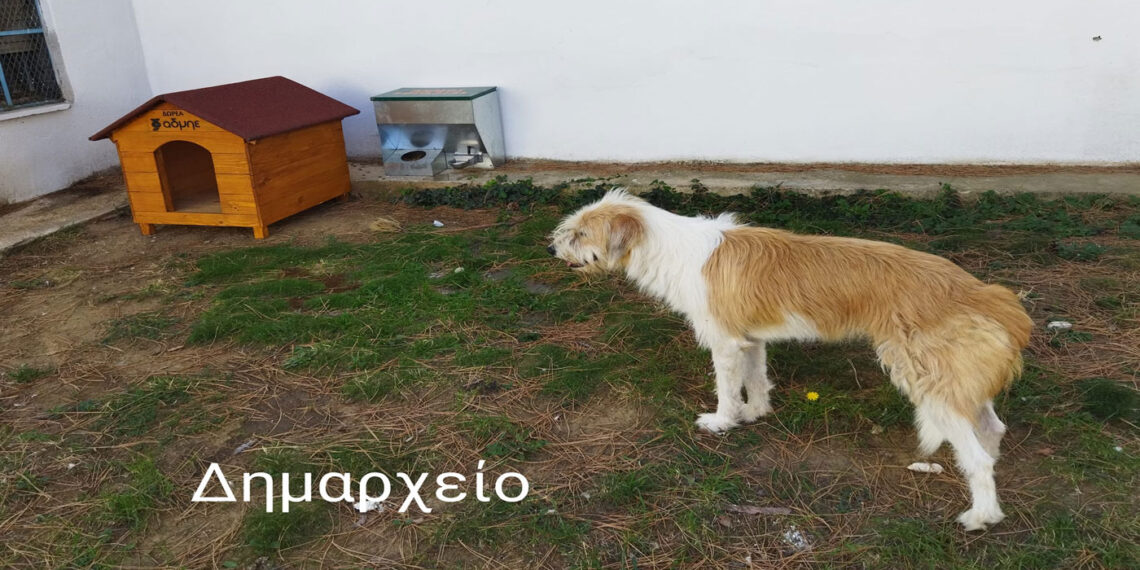 Σπιτάκια και δοχεία σίτισης – νερού για τα αδέσποτα τοποθέτησε στην πόλη ο Δήμος Εορδαίας