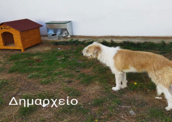 Σπιτάκια και δοχεία σίτισης – νερού για τα αδέσποτα τοποθέτησε στην πόλη ο Δήμος Εορδαίας