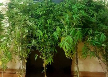 Καστοριά: Συνελήφθη 73χρονος για καλλιέργεια 6 δενδρυλλίων κάνναβης και κατοχή ναρκωτικών ουσιών