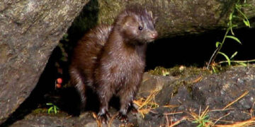 Ενημέρωση από ΠΔΜ σχετικά με τη διαχείριση των κρουσμάτων covid -19 στα γουνοφόρα ζώα