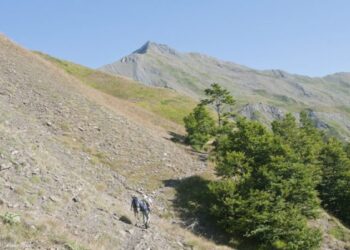 50.000 ευρώ το κιλό: Το παράνομο κυνήγι του φυτού της ελληνικής γης που αξίζει χρυσάφι  και φύεται στο Γράμμο