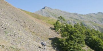 50.000 ευρώ το κιλό: Το παράνομο κυνήγι του φυτού της ελληνικής γης που αξίζει χρυσάφι  και φύεται στο Γράμμο