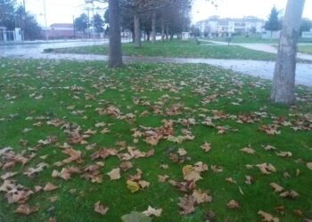 Οι τελευταίες όμορφες εικόνες που “γράφει” η φύση με τα πεσμένα φύλλα των δέντρων! – Γράφει η Κούλα Πουλασιχίδου