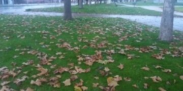 Οι τελευταίες όμορφες εικόνες που “γράφει” η φύση με τα πεσμένα φύλλα των δέντρων! – Γράφει η Κούλα Πουλασιχίδου