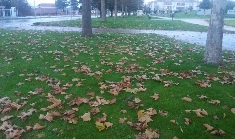 Οι τελευταίες όμορφες εικόνες που “γράφει” η φύση με τα πεσμένα φύλλα των δέντρων! – Γράφει η Κούλα Πουλασιχίδου