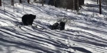 Δείτε 2 αρκούδες που απολαμβάνουν τα παιχνίδια στο χιόνι στο καταφύγιο του Αρκτούρου