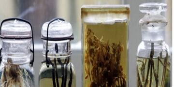 Μπενάκειο Φυτοπαθολογικό Ινστιτούτο: Ένα πρωτοπόρο στη φυτοπαθολογική έρευνα Ινστιτούτο στην Ελλάδα αναπτύσσεται με πόρους της Πολιτικής Συνοχής της ΕΕ  Προστασία της γεωργίας στην Ελλάδα από το 1929 και έρευνα στον 21ο αιώνα με πόρους του ΕΤΠΑ -του Θοδωρή Καραουλάνη (euractiv.gr)