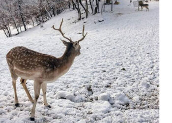 Μια ευχάριστη επίσκεψη στους χιονισμένους Μαυραναίους Γρεβενών