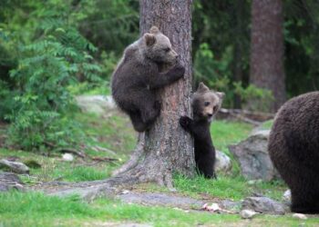 Γαλατινή: Αρκούδα μπήκε στο χωριό με τα μικρά της
