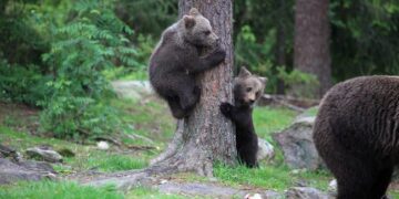 Γαλατινή: Αρκούδα μπήκε στο χωριό με τα μικρά της
