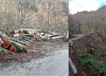 Καταγγελίες για νέα κρούσματα ανεξέλεγκτης υλοτομίας στην περιοχή Βυθού – Πενταλόφου – Ανακοίνωση της Οικολογικής Κίνησης Κοζάνης