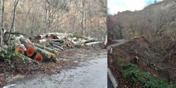 Καταγγελίες για νέα κρούσματα ανεξέλεγκτης υλοτομίας στην περιοχή Βυθού – Πενταλόφου – Ανακοίνωση της Οικολογικής Κίνησης Κοζάνης